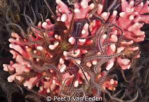 Brittle stars interwoven with cold water coral, forming a... by Peet J Van Eeden 